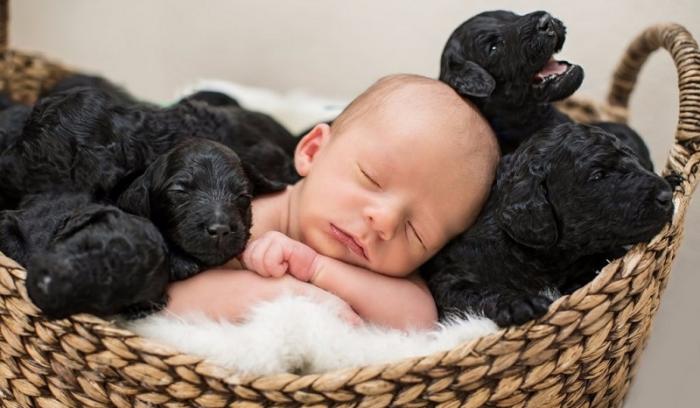 Ces photos de naissance avec 9 chiots qui entourent le bébé sont tout simplement adorables