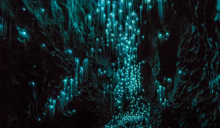 Des centaines de vers luisants transforment cette grotte néo-zélandaise en magnifique nuit étoilée | #4