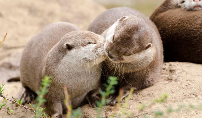 Ces adorables animaux se font des bisous, et ça nous donne envie de faire pareil | #35