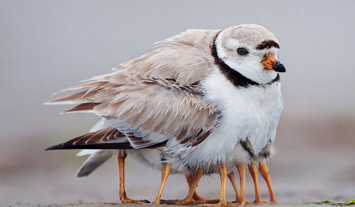 20 oiseaux qui prennent soin de leurs petits | #4