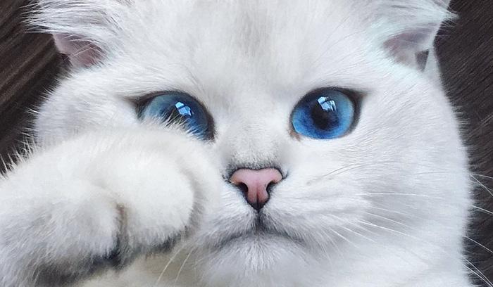Ce chat a vraiment des yeux sublimes