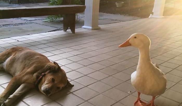 Après la mort de son meilleur ami, ce chien est resté déprimé pendant 2 ans... jusqu'à ce qu'il rencontre ce canard ! | #2