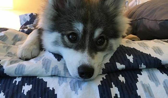 Découvrez Norman, le bébé husky tellement mignon qu'il va vous faire craquer ! | #11