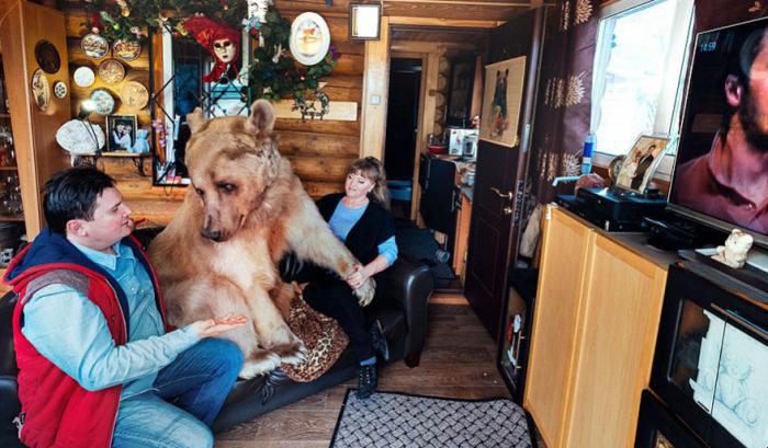Un couple russe a adopté un ours orphelin il y a 23 ans, et ils vivent toujours tous ensemble ! | #2