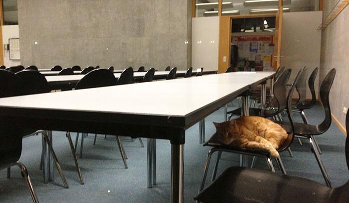 Ce chat vient tous les jours à l'Université pour encourager les étudiants en leur faisant des câlins | #8