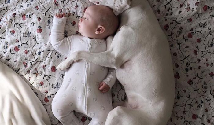 Ce bébé de 8 mois et cette chienne adorent faire la sieste ensemble... et ils sont trop mignons ! | #7