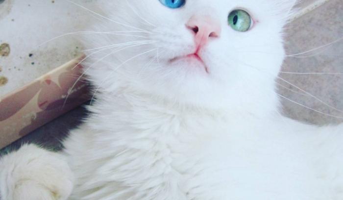 Ce chat blanc aux yeux vairons a vraiment un regard hypnotique et magnifique ! | #4