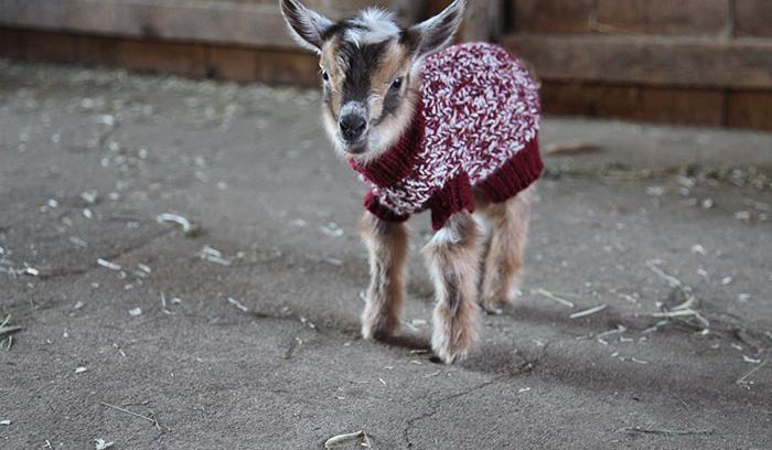 3 bébés chèvres reçoivent de petits pulls tricotés main pour rester bien au chaud | #4