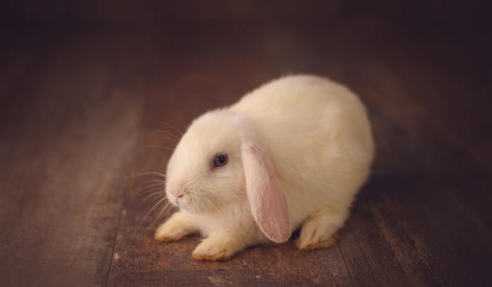 Ce bébé lapin est tellement mignon que vous allez avoir envie de lui faire un câlin | #10