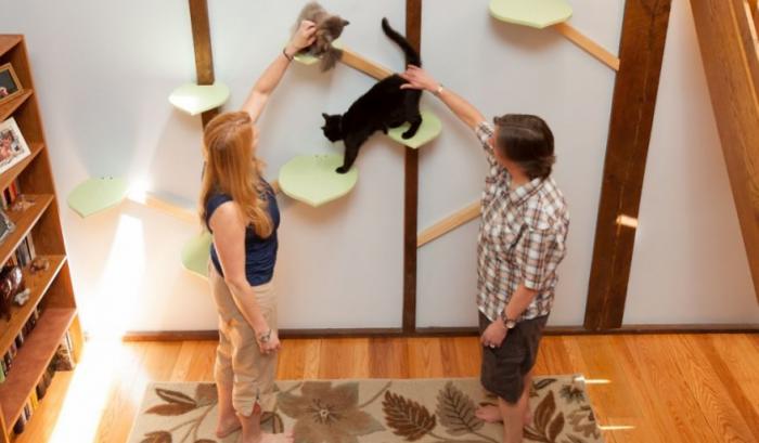 Il transforme une maison pour faire le bonheur de 7 chats | #16