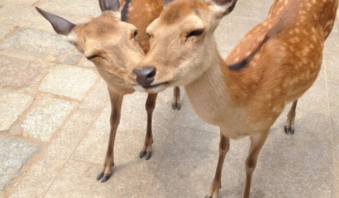 Ces adorables animaux se font des bisous, et ça nous donne envie de faire pareil | #40