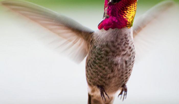 Une amoureuse de la nature capture la beauté des colibris dans son jardin | #8