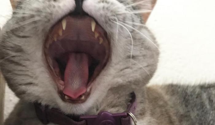 Nala, le chat le plus célèbre d'Instagram, nous fera toujours sourire | #13