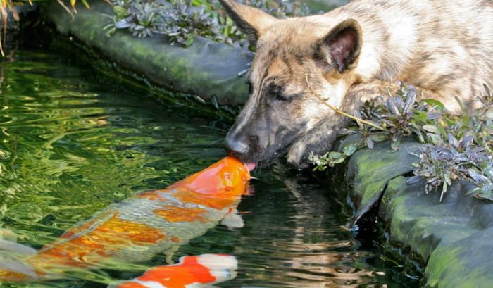 Ces adorables animaux se font des bisous, et ça nous donne envie de faire pareil | #41