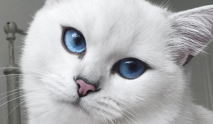 Ce chat a vraiment des yeux sublimes | #2