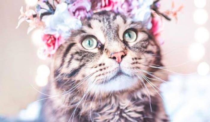 Cette femme prend des photos sublimes de ses chats qui portent des couronnes de fleurs – c'est vraiment trop chou ! | #5