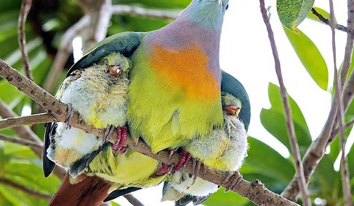 20 oiseaux qui prennent soin de leurs petits | #2
