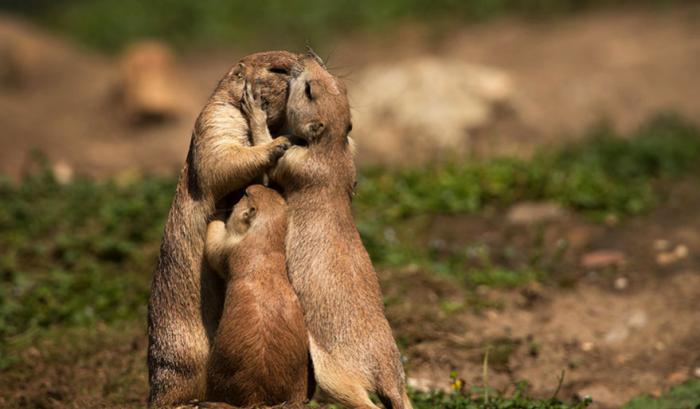 Ces adorables animaux se font des bisous, et ça nous donne envie de faire pareil | #4