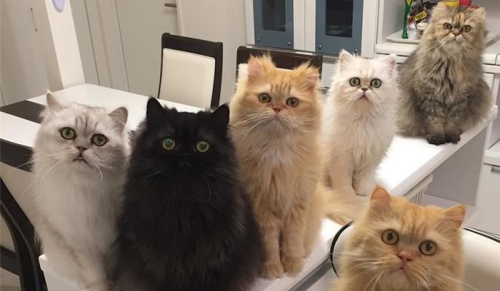 Cette femme aux 12 chats a conquis Instagram avec ses magnifiques chats persans