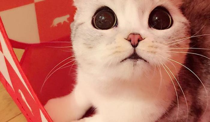 Découvrez Hana, le chat aux grands yeux ronds qui fait fondre le coeur des Instagramers | #7