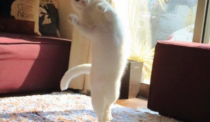 Ce chat danse le ballet comme personne | #4