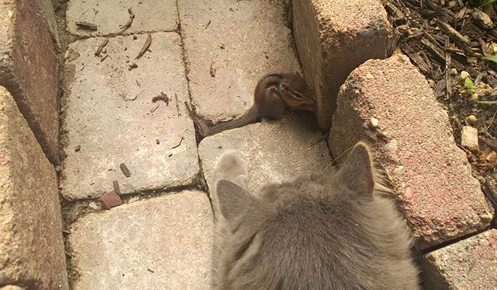Mon chat est devenu copain avec un écureuil et depuis, ils n'arrêtent pas de se faire des câlins ! | #2