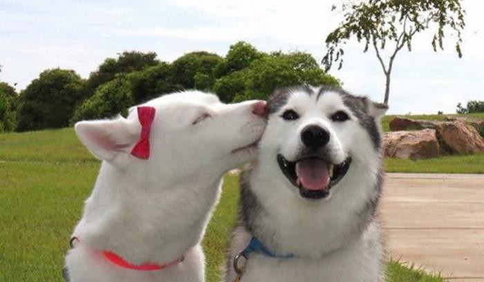 Ces adorables animaux se font des bisous, et ça nous donne envie de faire pareil | #32