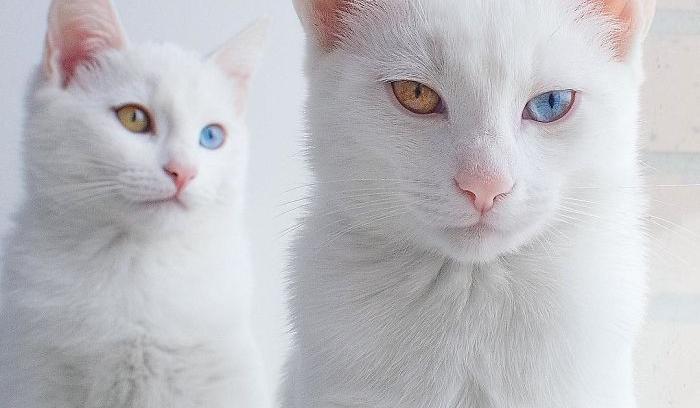 Ces 2 chats blancs aux yeux vairons ont un regard absolument magnifique | #11