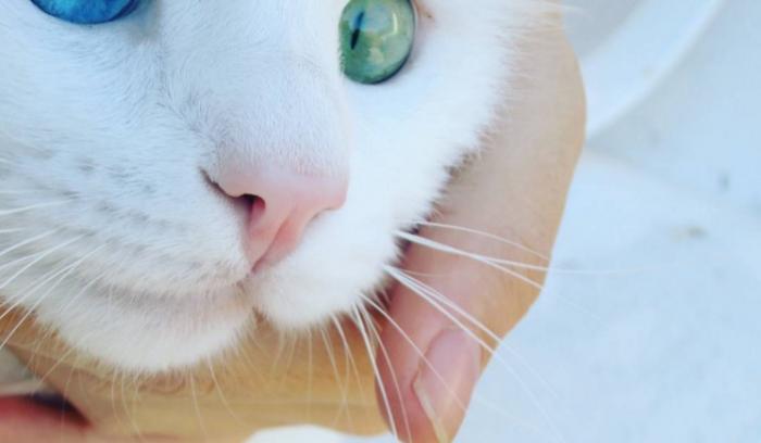 Ce chat blanc aux yeux vairons a vraiment un regard hypnotique et magnifique ! | #7