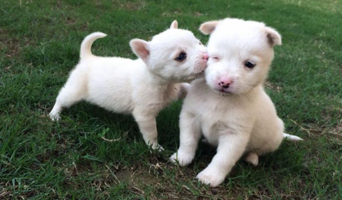 Ces adorables animaux se font des bisous, et ça nous donne envie de faire pareil | #17