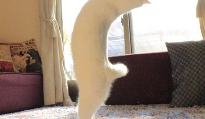 Ce chat danse le ballet comme personne | #2