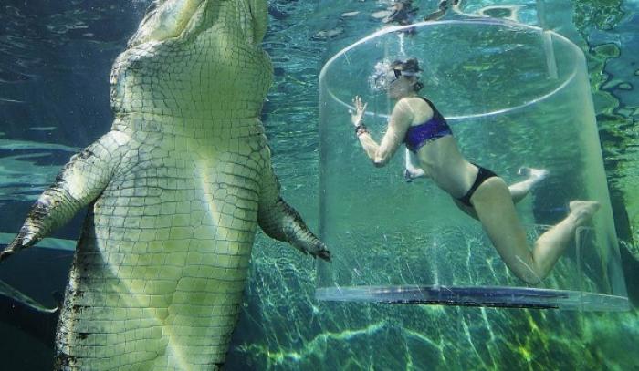 La photo incroyablement rare du poisson coincé à l'intérieur d'une méduse | #11