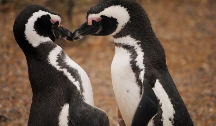 Ces adorables animaux se font des bisous, et ça nous donne envie de faire pareil | #38