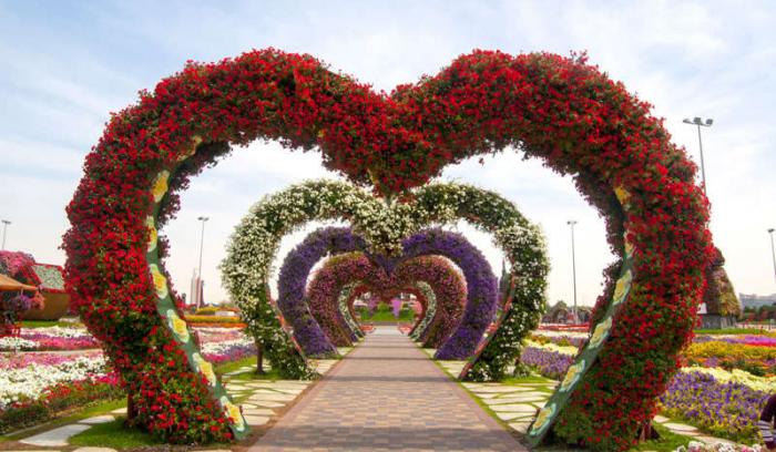 Découvrez le Dubaï Miracle Garden, le plus grand jardin de fleurs du monde ! | #6