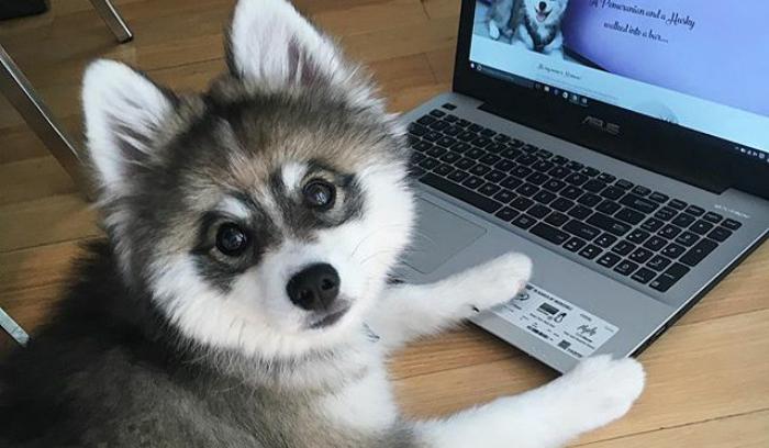 Découvrez Norman, le bébé husky tellement mignon qu'il va vous faire craquer ! | #6