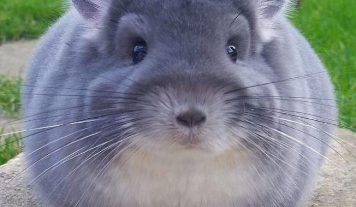 15 animaux tout ronds qui rouleront vers votre coeur illico | #13