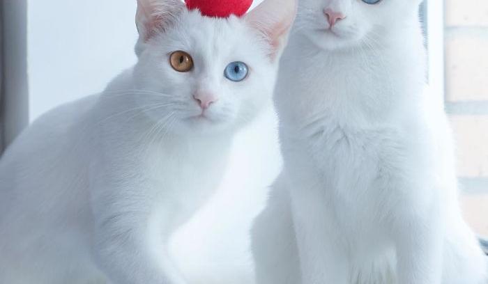 Ces 2 chats blancs aux yeux vairons ont un regard absolument magnifique | #8