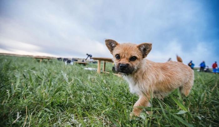 Un petit chien errant rejoint ce marathonien, court 100km avec lui et finit la course avec son nouveau maître ! | #4