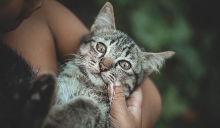 18 photos de chats tellement adorables que vous ne pourrez pas vous empêcher de sourire | #4