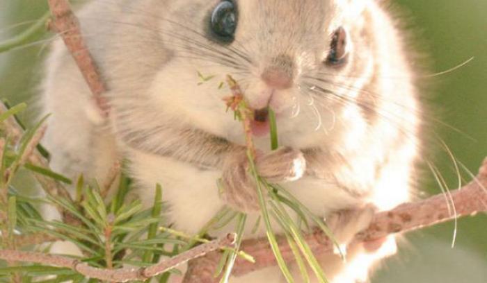 15 animaux tout ronds qui rouleront vers votre coeur illico | #6
