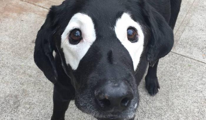 Ce labrador noir atteint de vitiligo devient peu à peu blanc, regardez comment les internautes répondent !