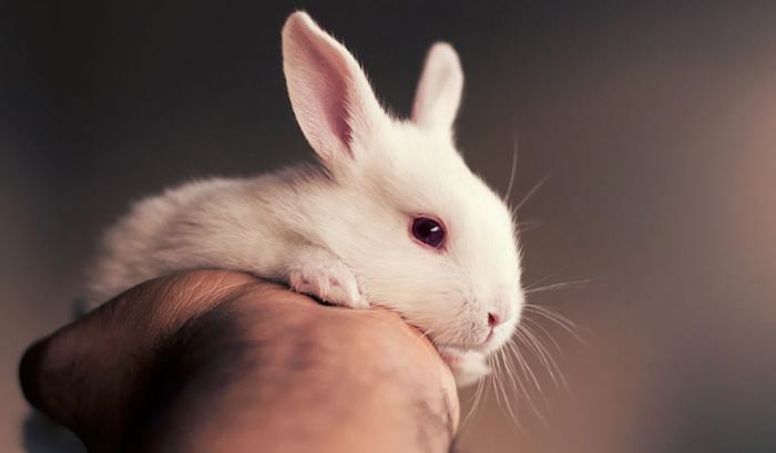 Ce bébé lapin est tellement mignon que vous allez vouloir le même ! | #10