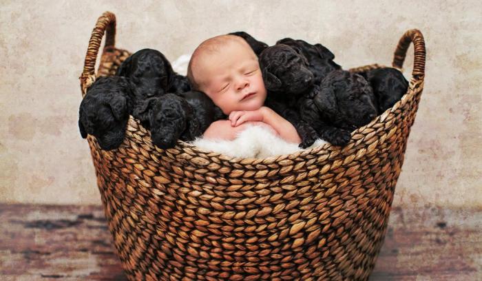 Ces photos de naissance avec 9 chiots qui entourent le bébé sont tout simplement adorables | #2
