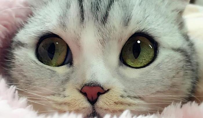 Découvrez Hana, le chat aux grands yeux ronds qui fait fondre le coeur des Instagramers | #4