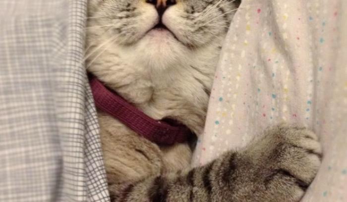 Nala, le chat le plus célèbre d'Instagram, nous fera toujours sourire | #4
