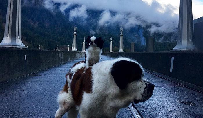 Ce petit chien se fait transporter partout sur le dos ce grand Saint Bernard | #2