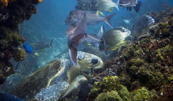 La photo incroyablement rare du poisson coincé à l'intérieur d'une méduse | #12