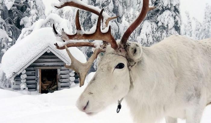 15 photos qui montrent que la Laponie est l’endroit le plus magique pour fêter Noël | #6