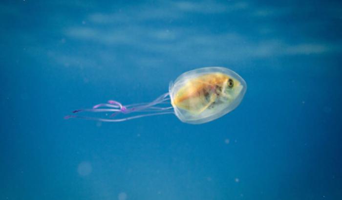 La photo incroyablement rare du poisson coincé à l'intérieur d'une méduse | #2