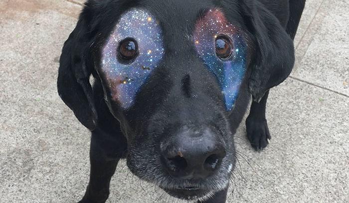 Ce labrador noir atteint de vitiligo devient peu à peu blanc, regardez comment les internautes répondent ! | #5